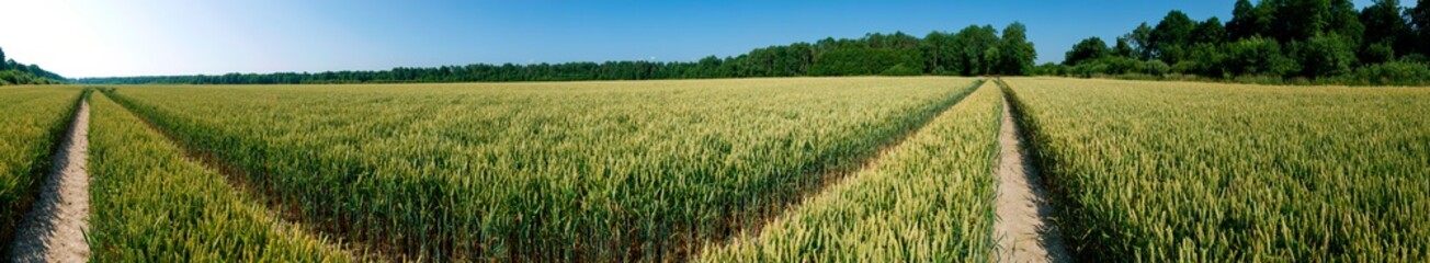 Panorama of wheat field. Sunny day and green trees on the background.