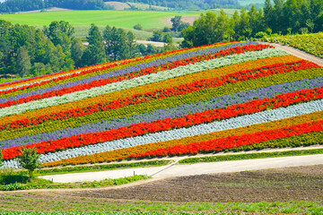 Flower Gargen in Hurano