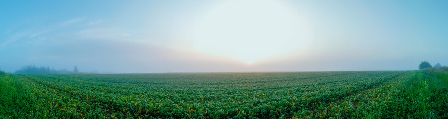 Panorama of a field road. Flowers and young crops of rape.