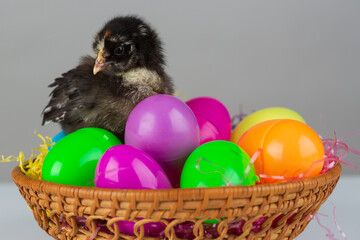 A chick baby chicken standing on colorful eggs in a basket