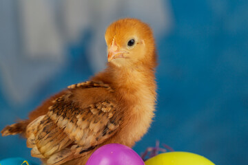 A chick baby chicken standing on colorful eggs