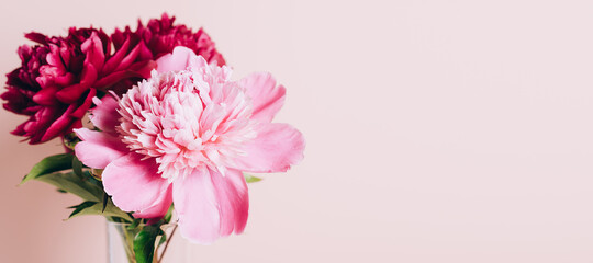 Blooming pink peony flowers on a pastel pink background. Copy Space 