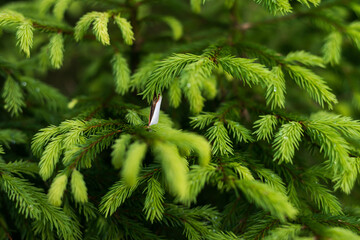 Moth in a tree. Summer nature scene