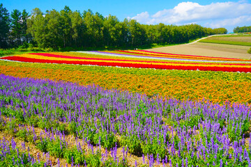 Biggest flower garden in Hokkaido