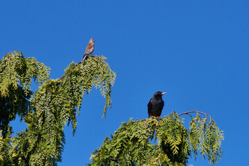 Bluthänfling Männchen und Star auf einem Baum