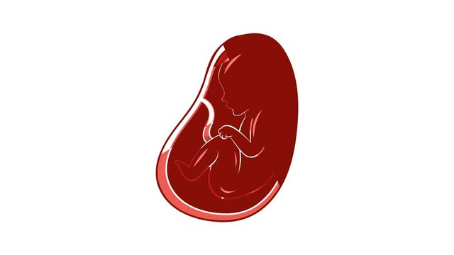 Embryo in stomach icon animation cartoon best object isolated on white background