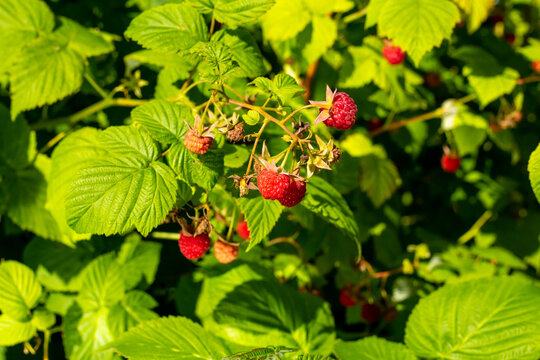 red raspberries on the bush