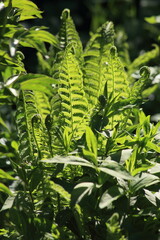 background Fern in the sunlight. High quality photo