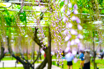 Japanese flower Fuji
