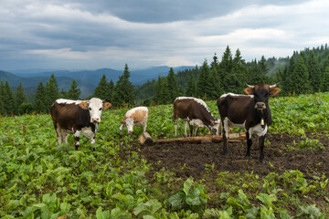 Fototapeta premium Cows graze on farm in mountain valley, Carpathian Mountains