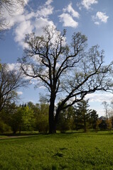 Fototapeta na wymiar tree in the park (сухое дерево в парке)