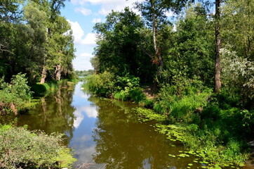 river in the forest (река в лесу)