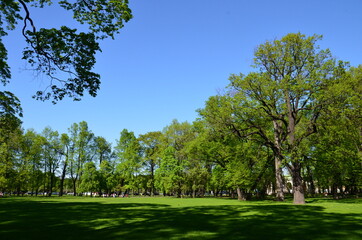 trees in the park (деревья в парке)