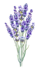 Watercolor blooming lavender. Provence garden flowers.