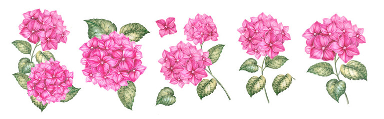 Watercolor elements of blooming pink hydrangea. Set garden flowers. Collection botanic illustration leaves, flower and branches.