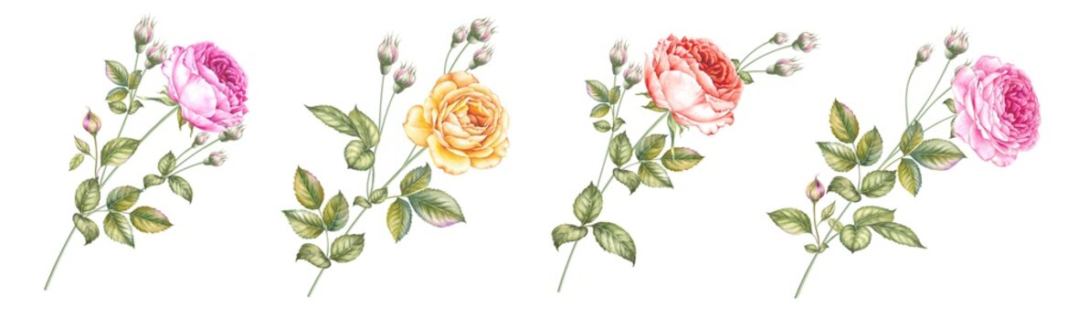 Watercolor elements of blooming rose. Set garden flowers. Collection botanic illustration leaves, flower and branches.