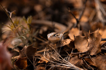 Photograph taken of a curious lizard hidden and camouflaged among the fallen leaves due to the passing of autumn and the arrival of spring.