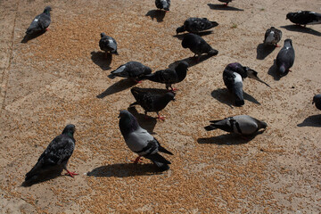 Flock of doves on the land