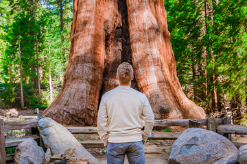 A young man stands among huge trees and looks at a giant redwood tree in the forest, Sequoia...