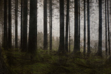 A dark, moody forest silhouetted against the sky. Usk Reservoir, Carmarthenshire, Wales. UK. With a grunge, textured edit - obrazy, fototapety, plakaty