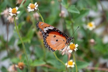 Butterfly on a flower during the day
