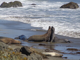 Sea elephants - Big Sur - California