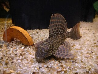 Poisson nettoyeur d'aquarium