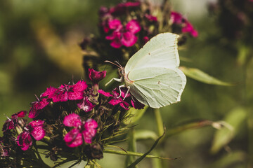 butterfly on purple flowers closeup