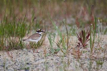 Flussregenpfeifer (Charadrius dubius) in der Oberlausitz
