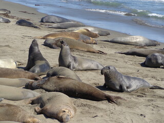Sea elephants - Big Sur - California