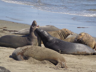 Sea elephants - Big Sur - California