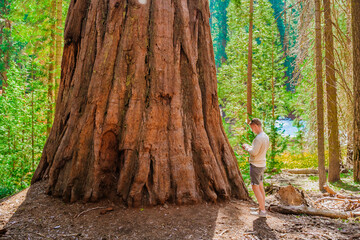 A young man stands among huge trees and looks at a giant redwood tree in the forest, Sequoia...