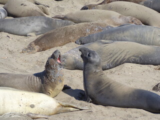 Sea elephants - Big Sur - California