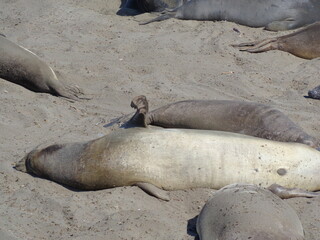 Sea elephants - Big Sur - California