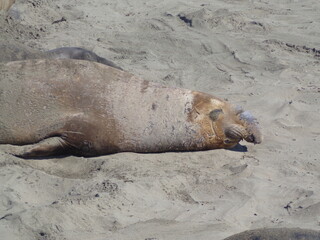 Fototapeta premium Sea elephants - Big Sur - California