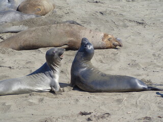 Sea elephants - Big Sur - California
