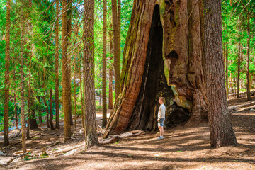 A young man stands among huge trees and looks at a giant redwood tree in the forest, Sequoia National Park, USA - obrazy, fototapety, plakaty
