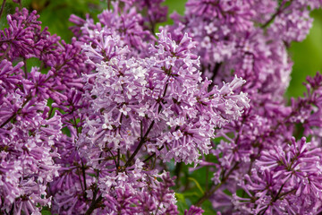 Kwiaty lilaka ottawskiego (Syringa Prestonae)