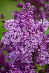 Obraz premium Violet lilac flowers (Syringa Prestonae)