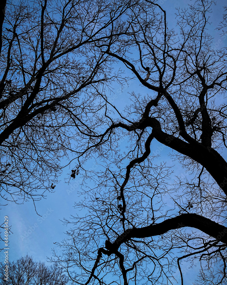 Wall mural tree against sky