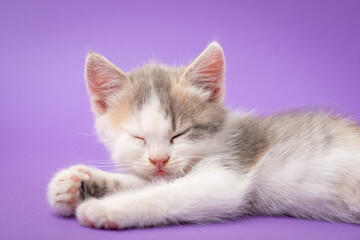 White kitty sleeping. Studio shot of little kitty sleeping on bright purple background
