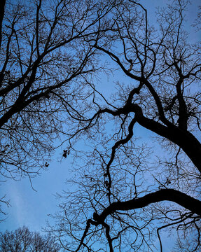 tree against sky