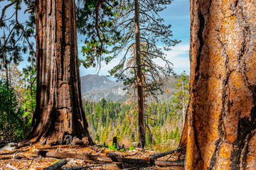 Fototapeta premium Panorama of the forest with beautiful huge trees and a beautiful natural landscape, Sequoia National Park, USA