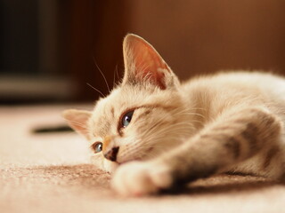 家猫の安心した表情