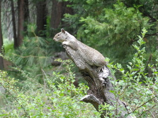 Yosemite National Park
