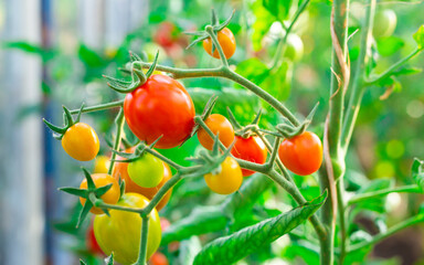 cherry tomatoes on green branches in the garden