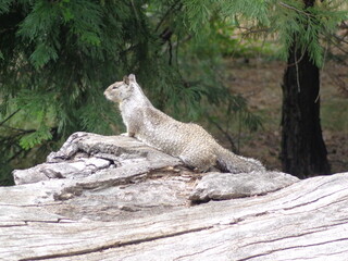 Yosemite National Park