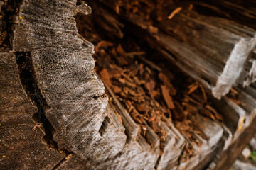 Tree cuts in Redwood Park, beautiful wood texture