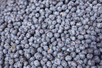 berries blueberry texture background