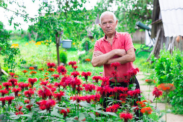 Fototapeta na wymiar elderly man in red shirt next to flower bed of Monarda didyma on garden plot in summer
